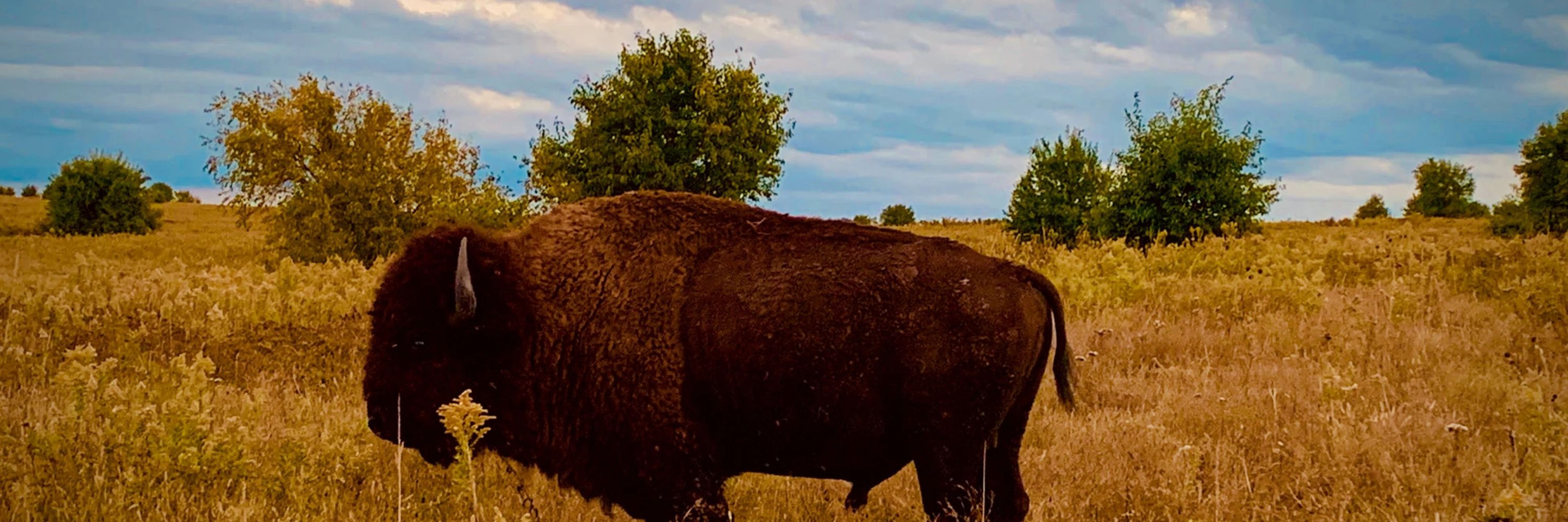 American Buffalo Books