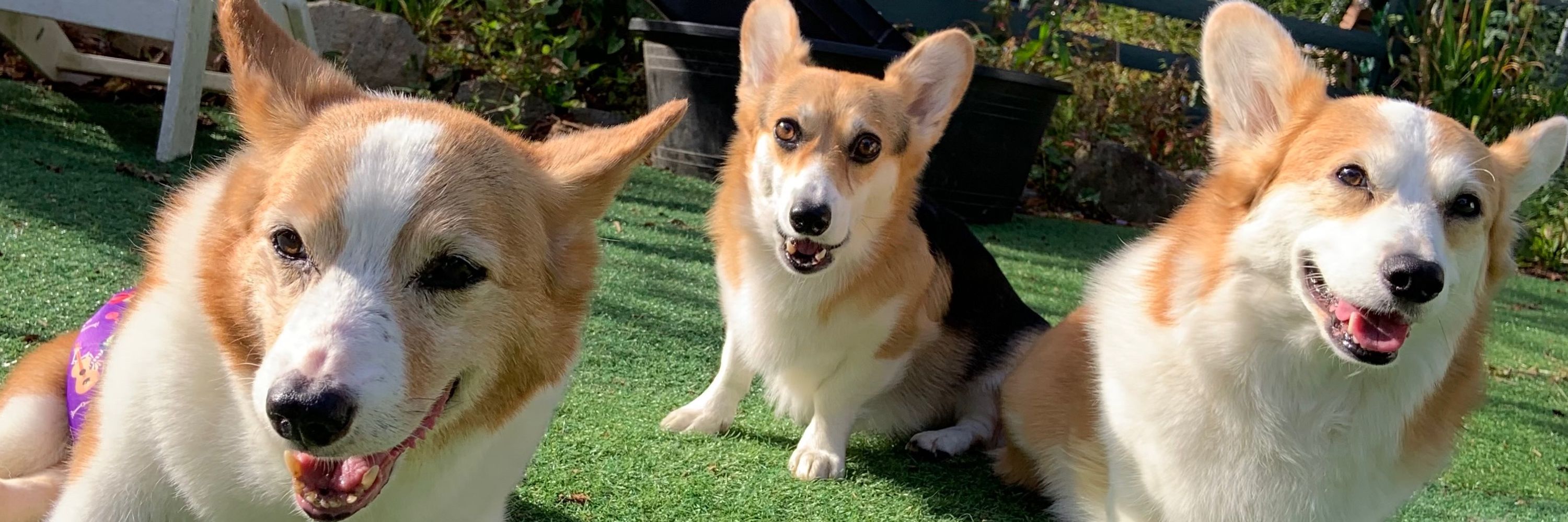 Corgi Mom