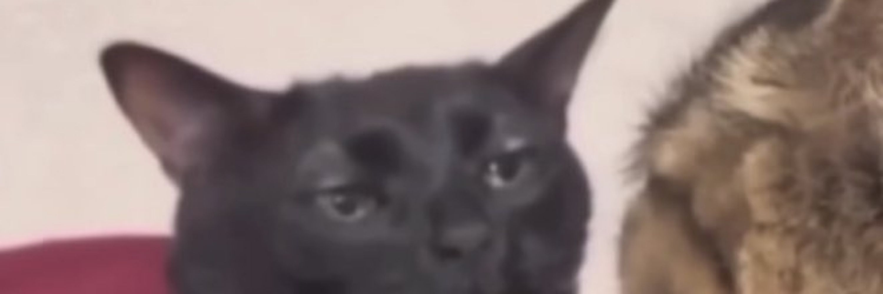Prima