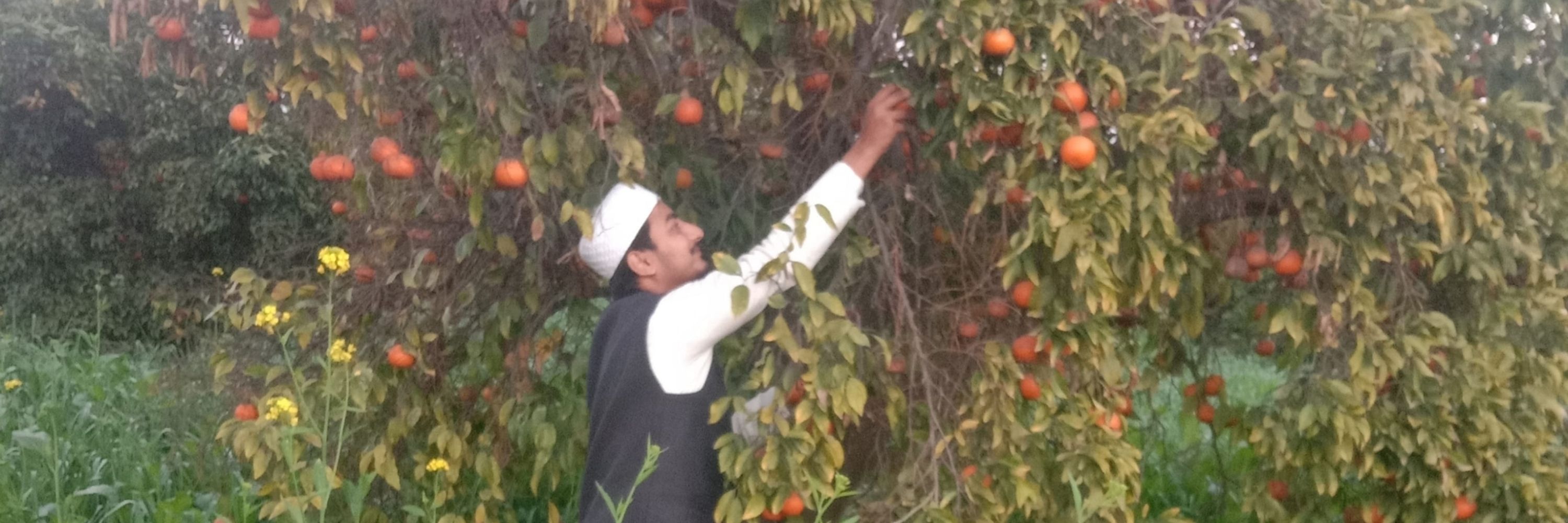 Ali Haider