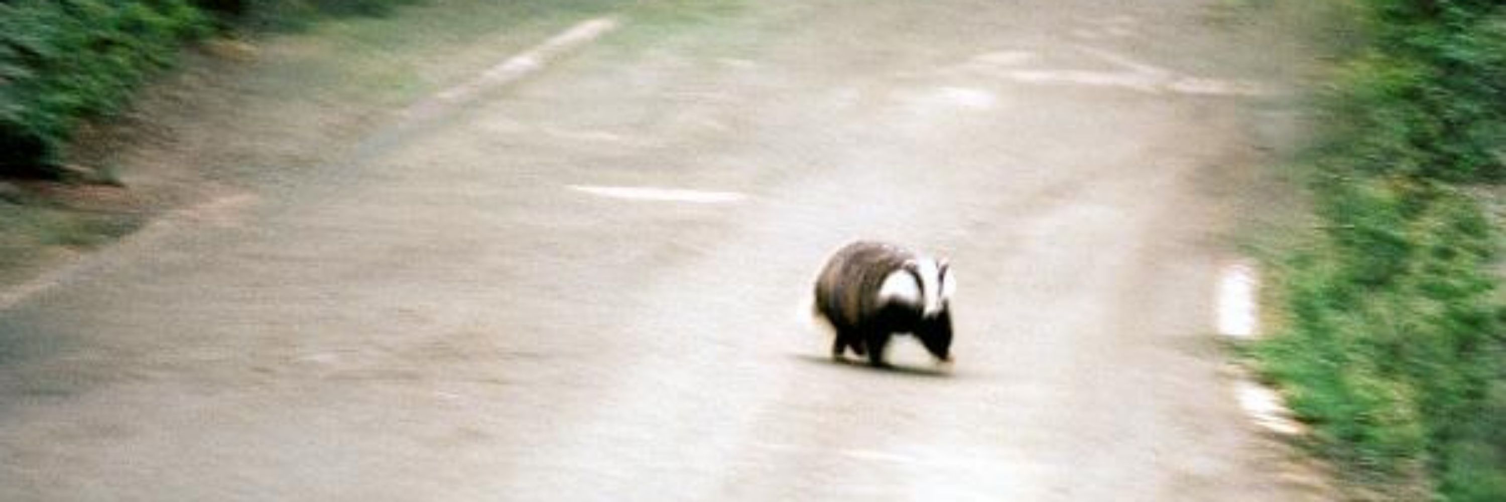 the eepiest badger in the west