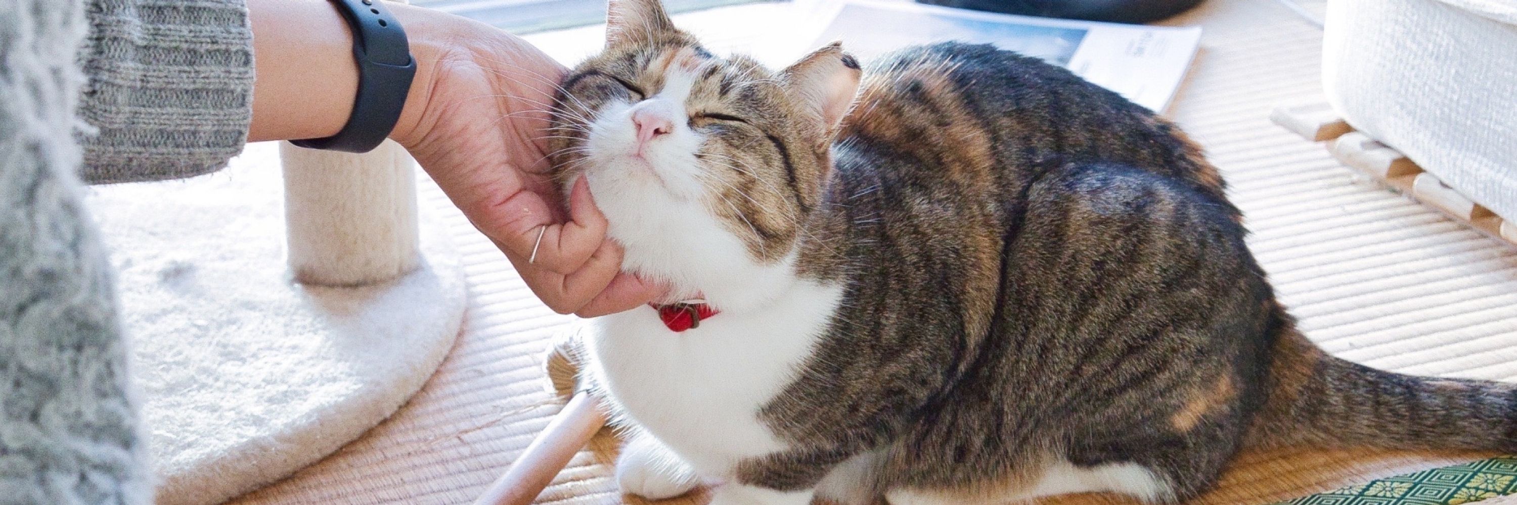 佐藤 どん
