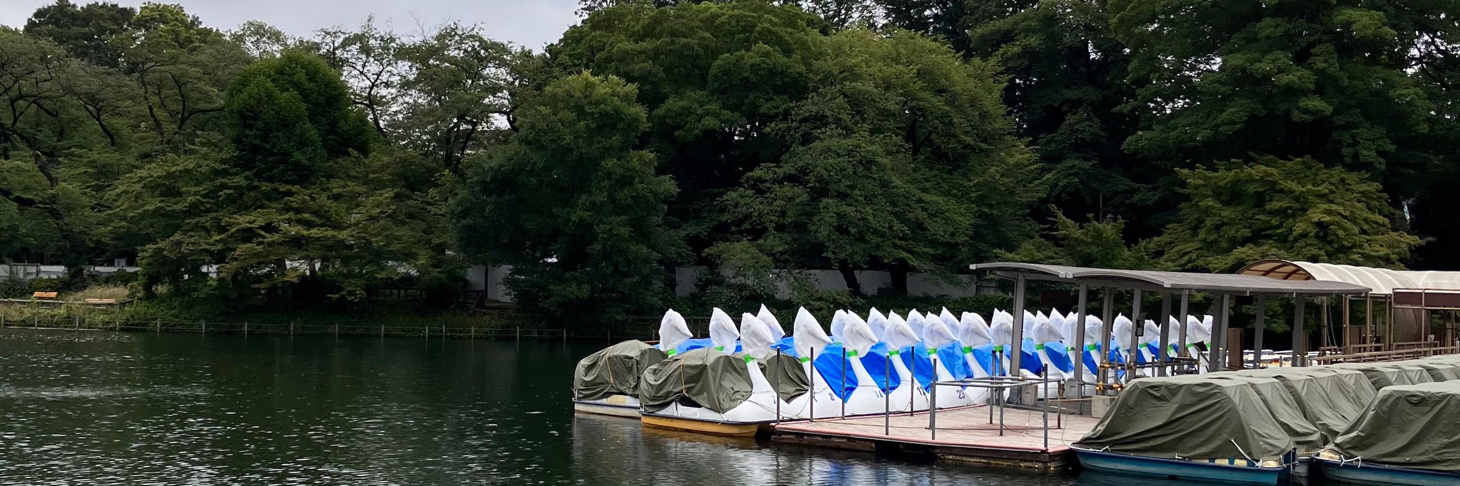 Hiroe Hayashi