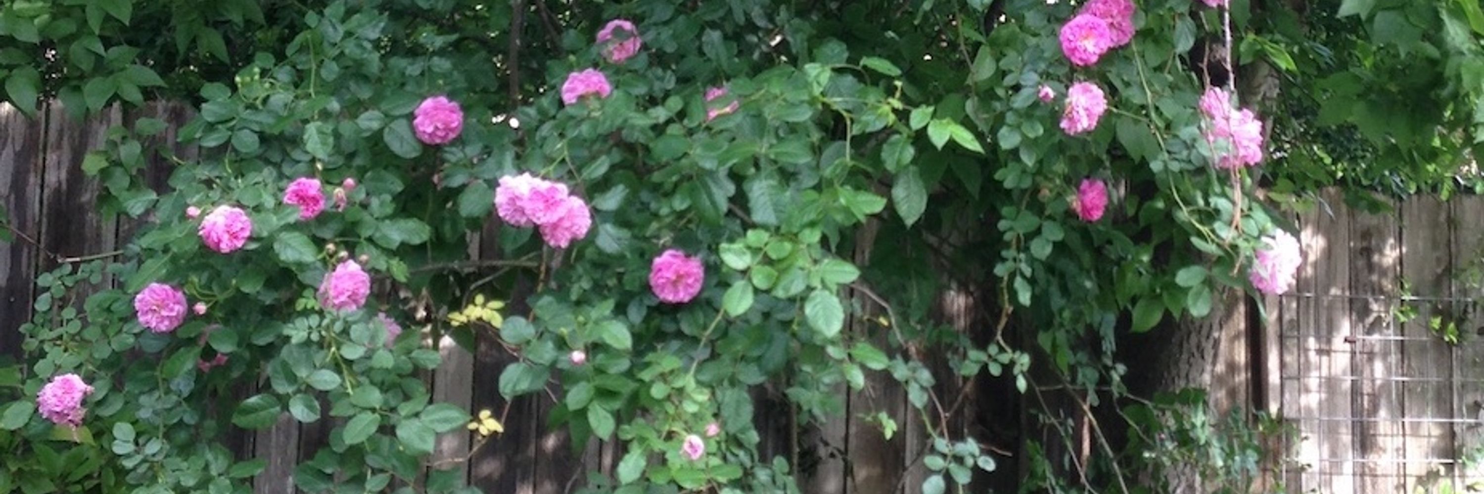 ZephDrouhin