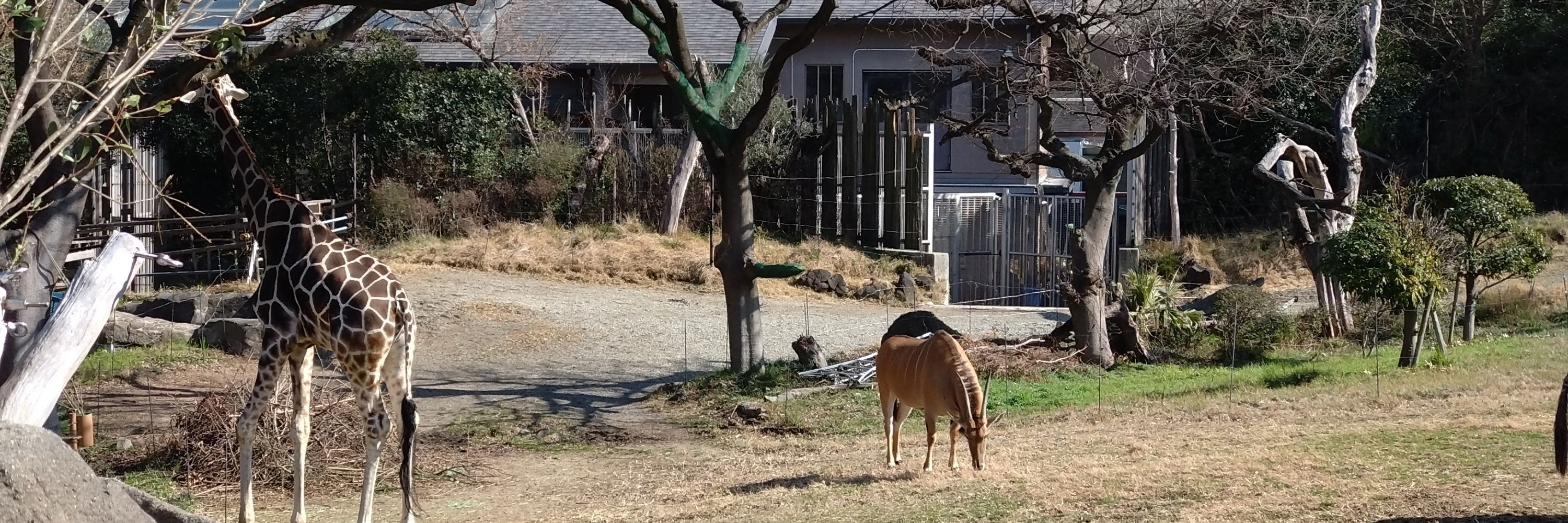こはる