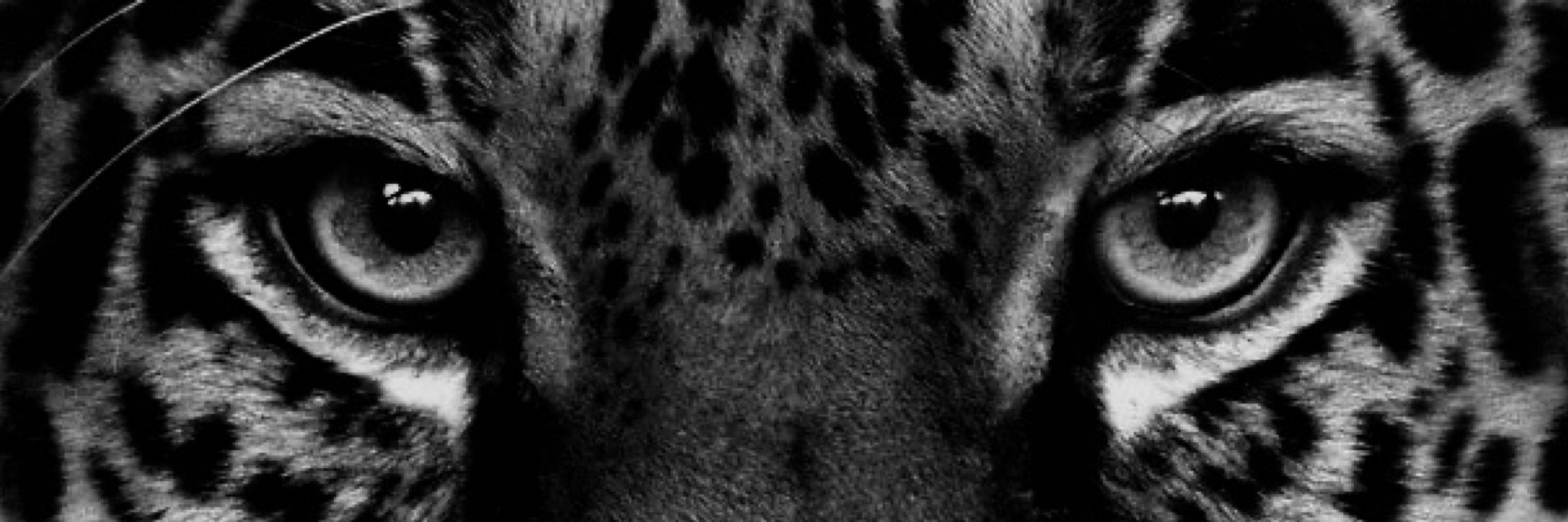 tinea🐆