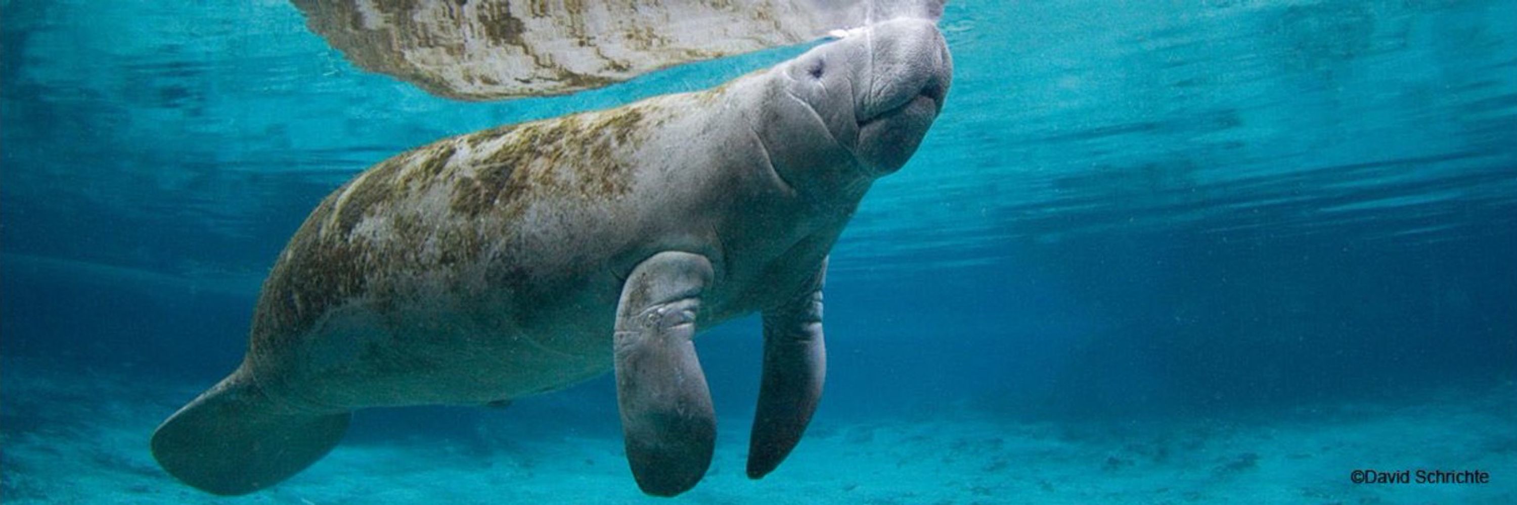 manatees daily