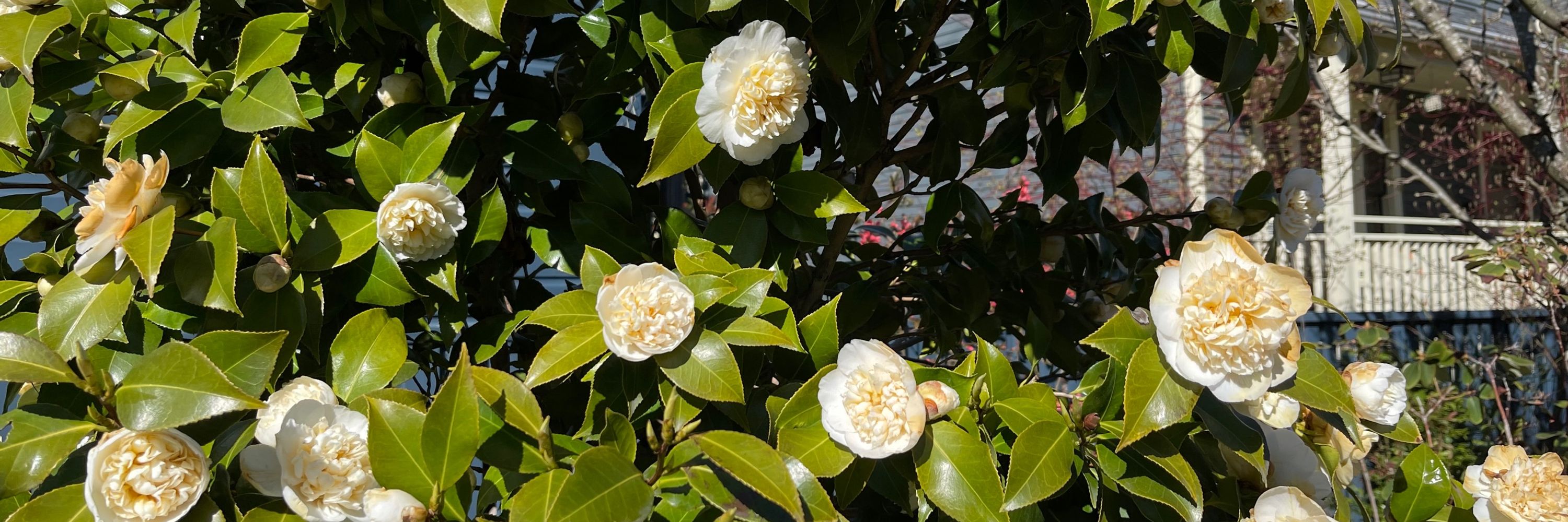 Nageam