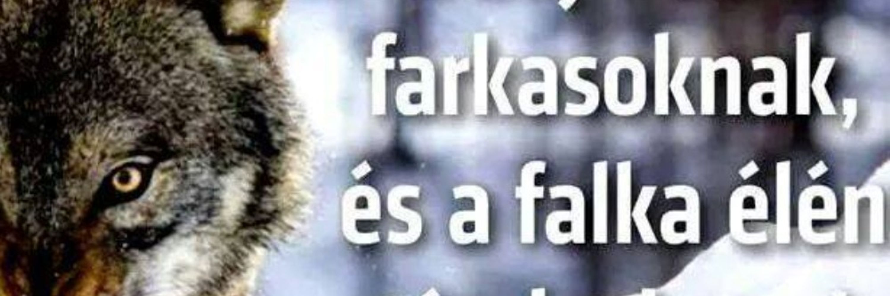 tazomc.bsky.social