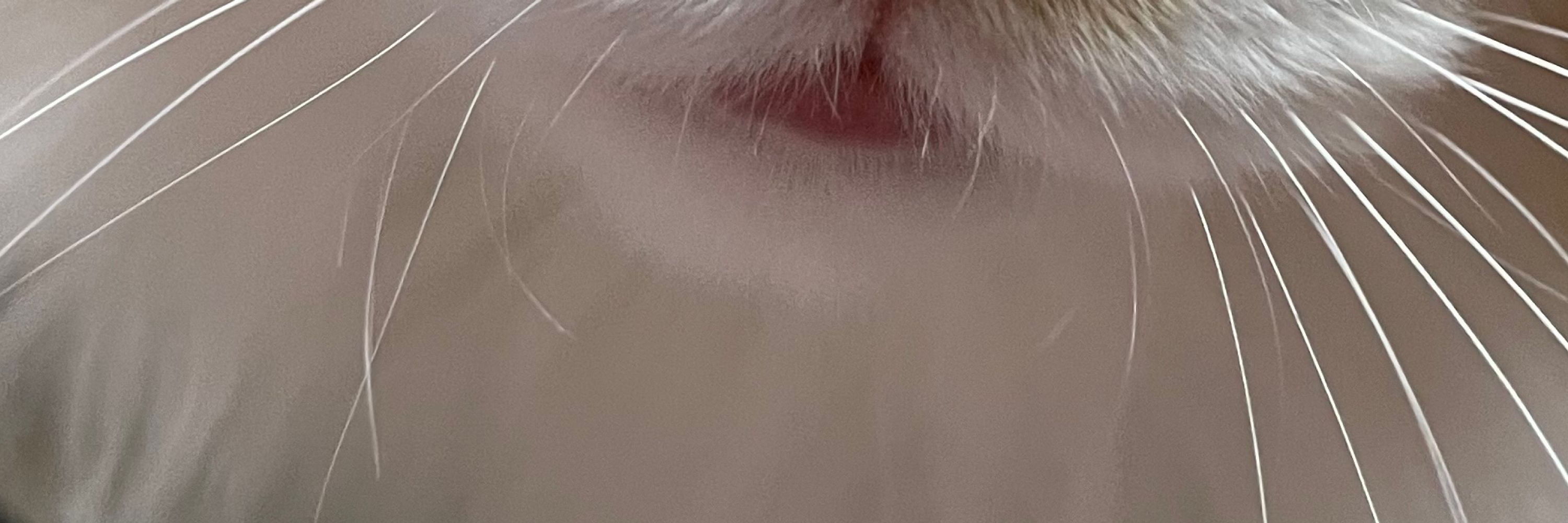 えび猫