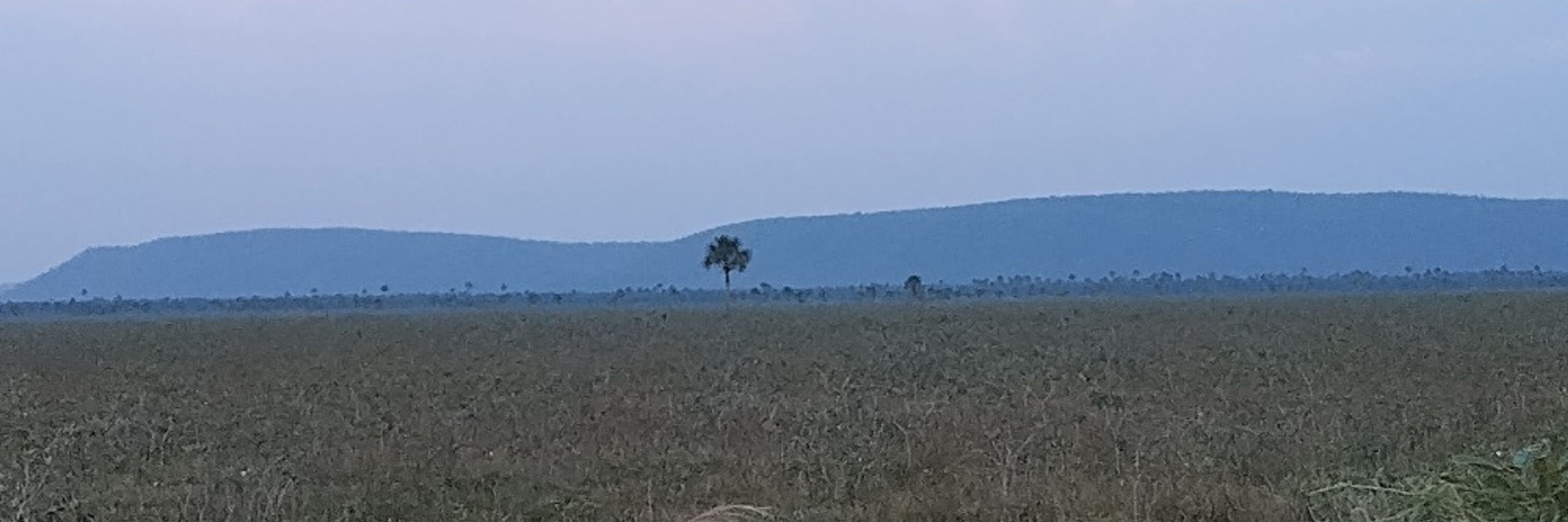 Pleitong