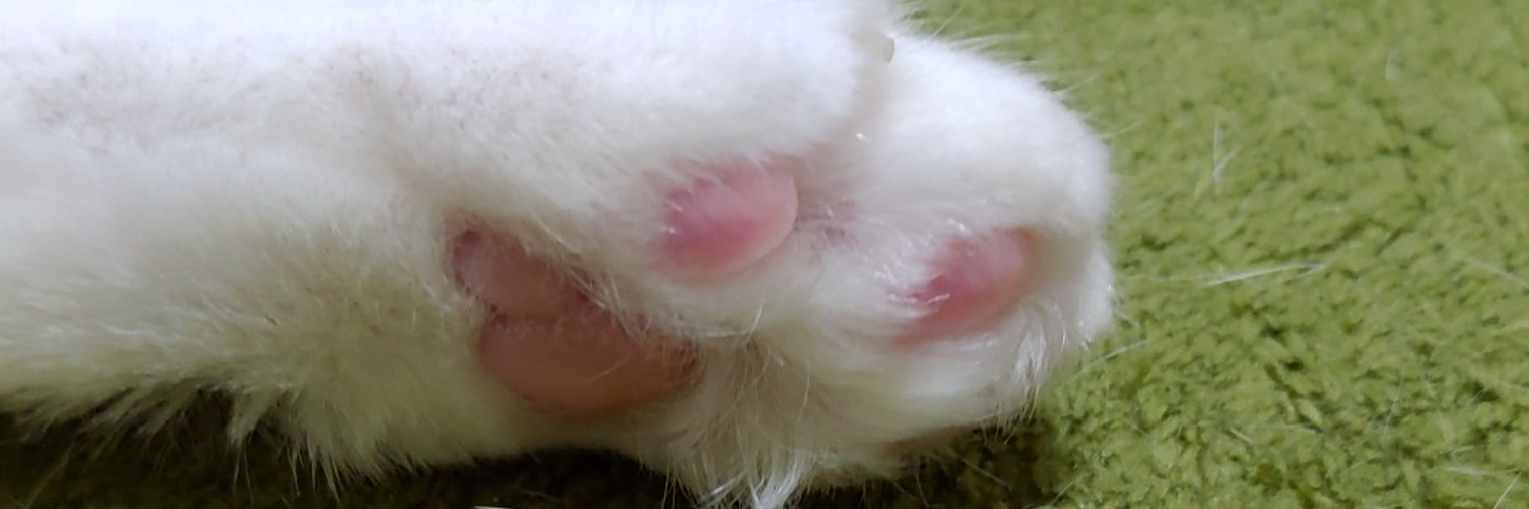 ねこぴー🐾【ねこぴーのIT活用】YouTubeで配信中