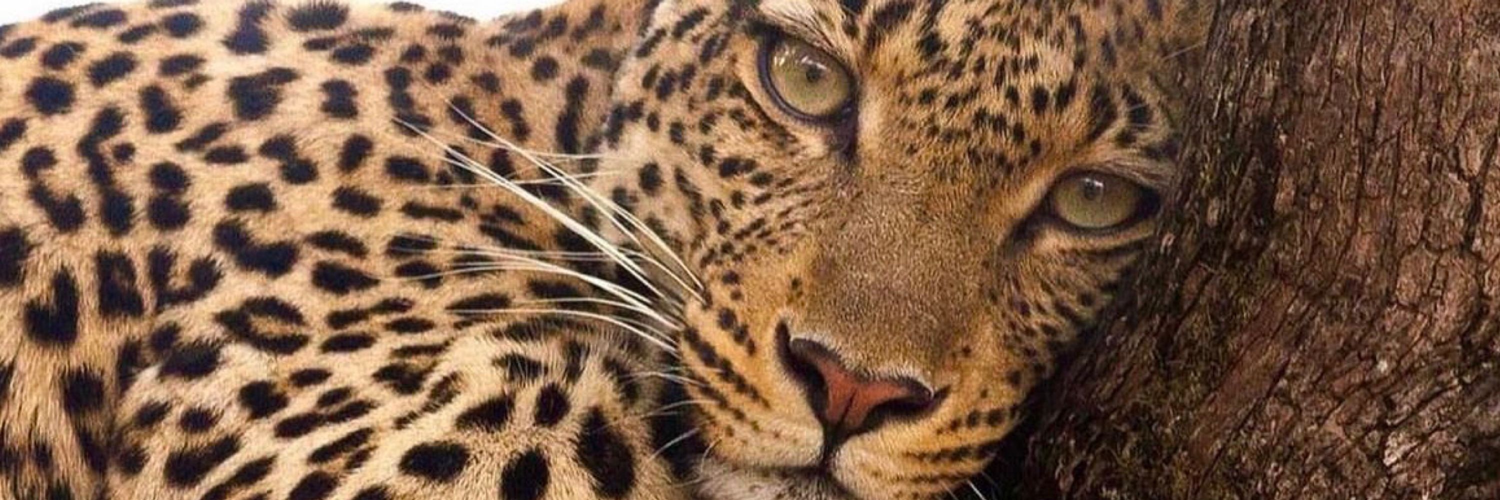 🐆