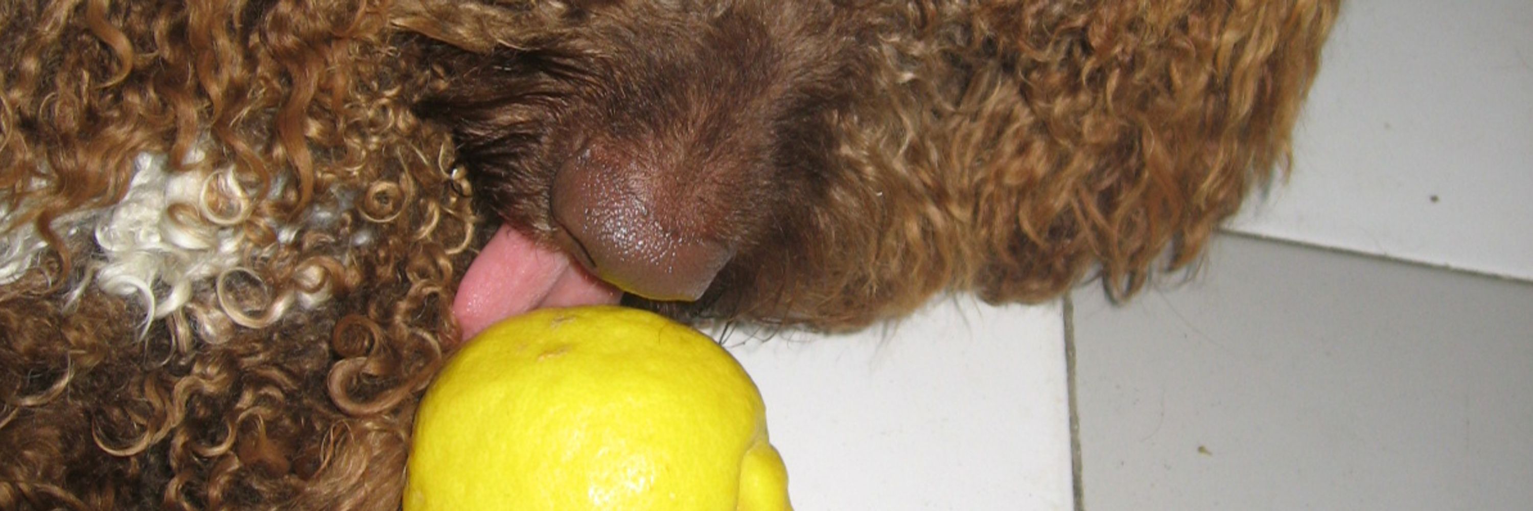 Lucia Lemon