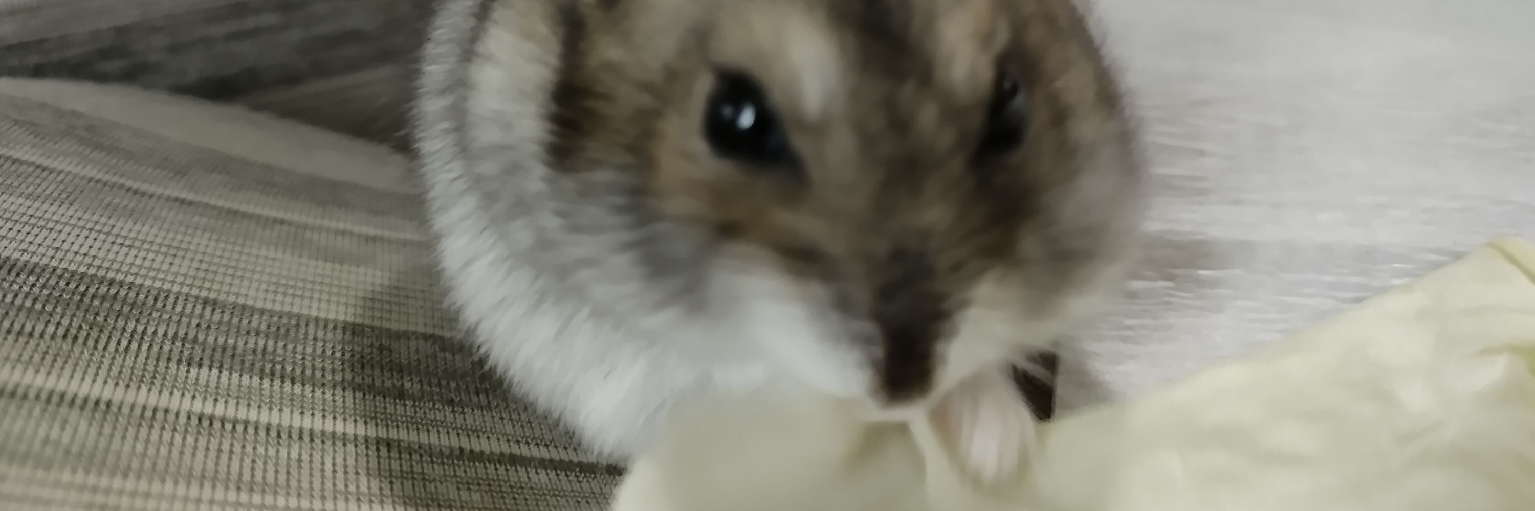 えびども