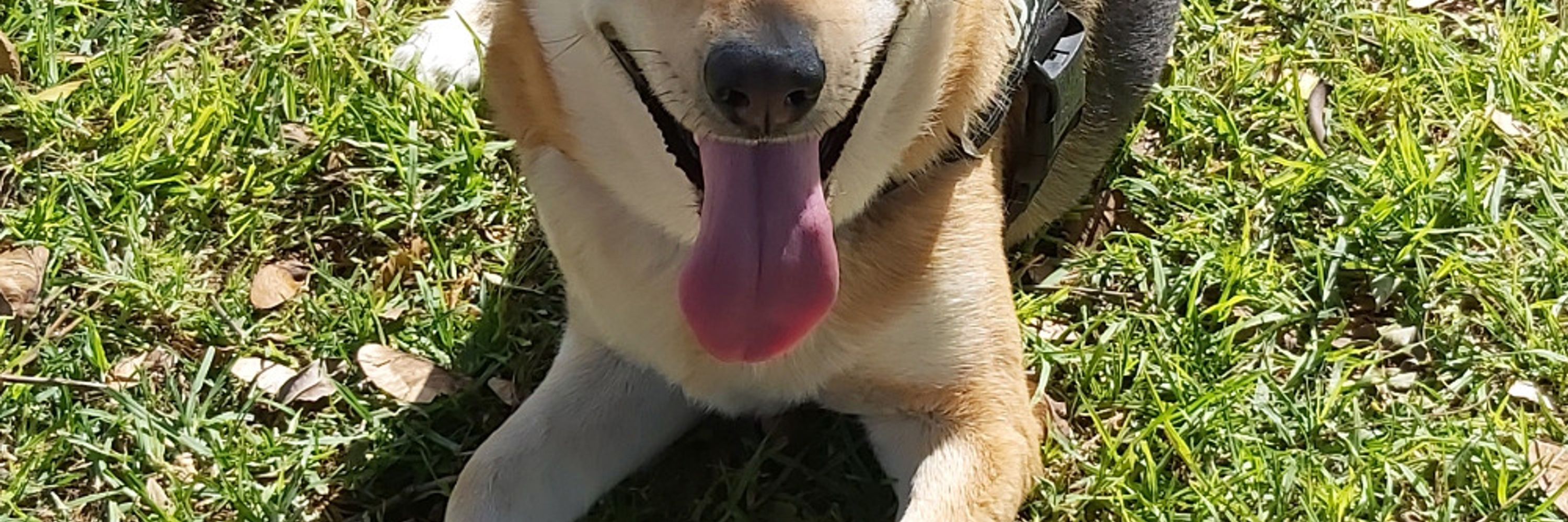 Kane