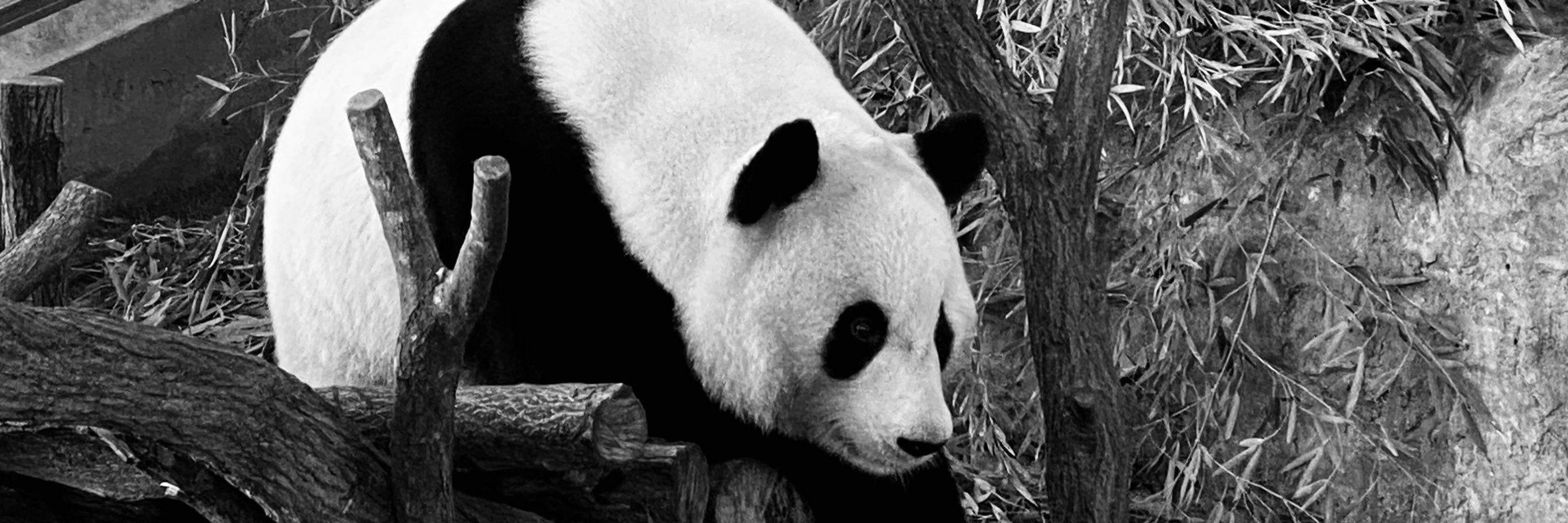 panda