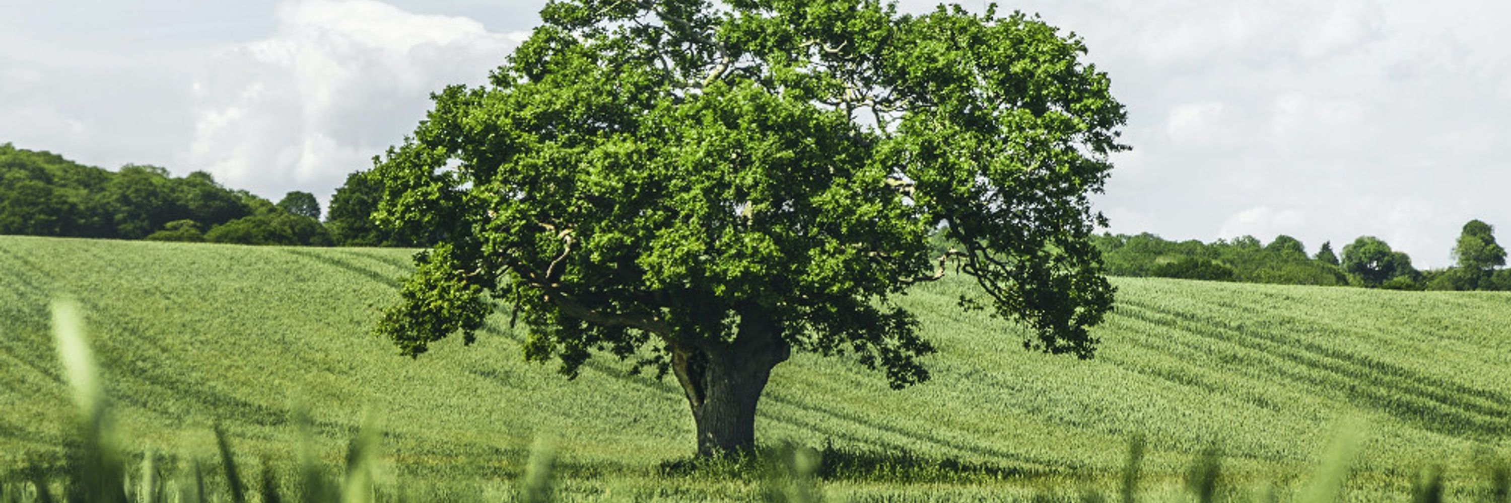 Profile banner