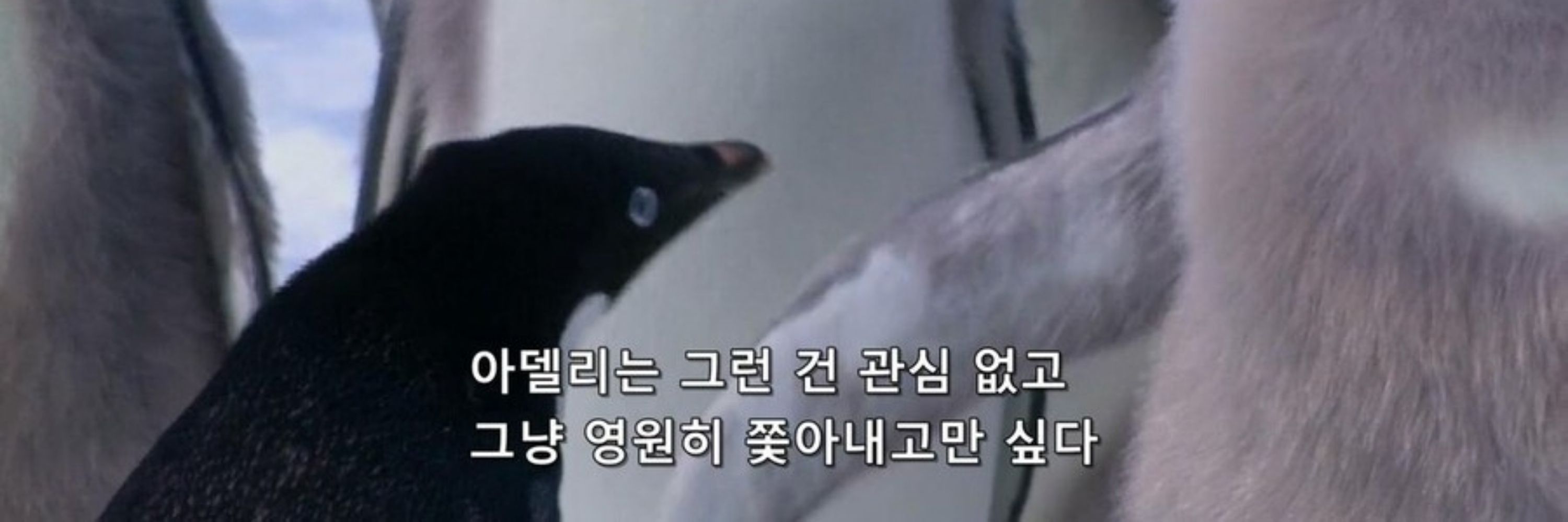루미큐브학 박사 츄
