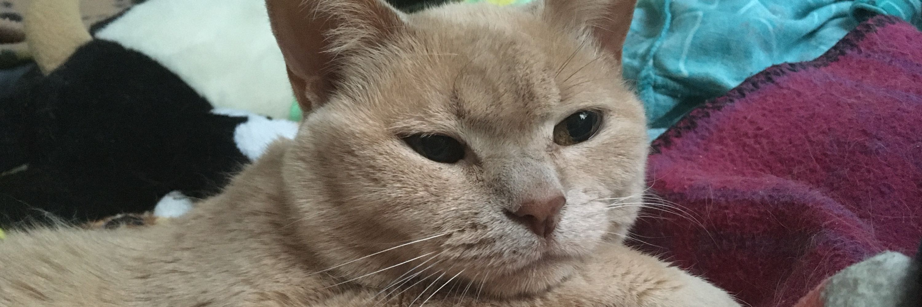 Kitsuneko  🐈🌈🦎