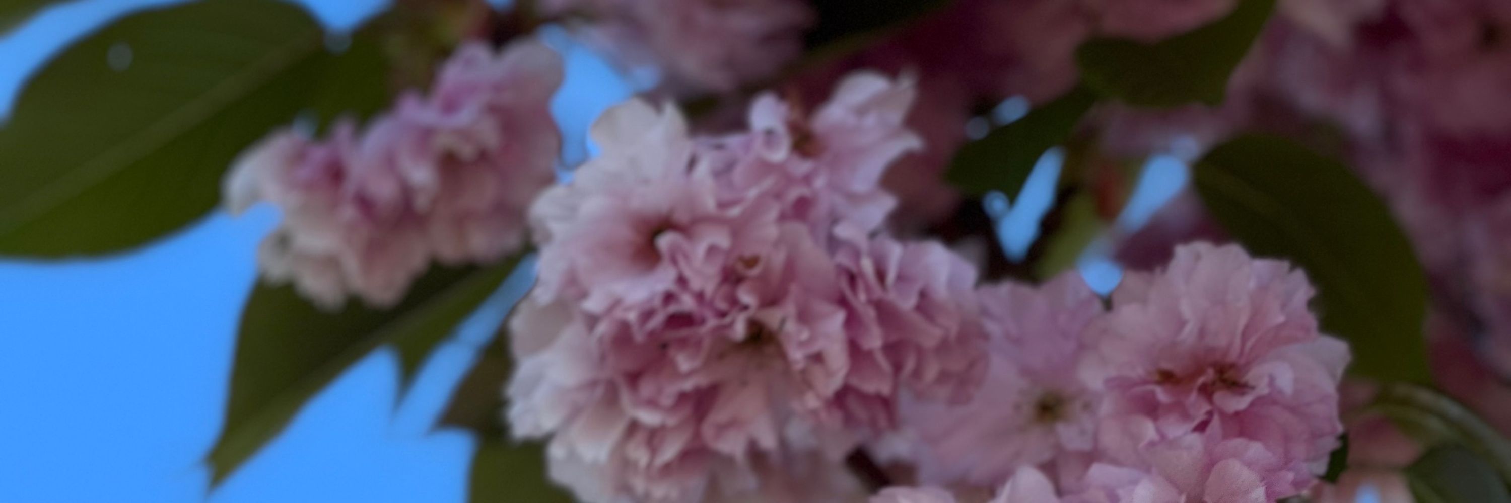 Suhailaphotography