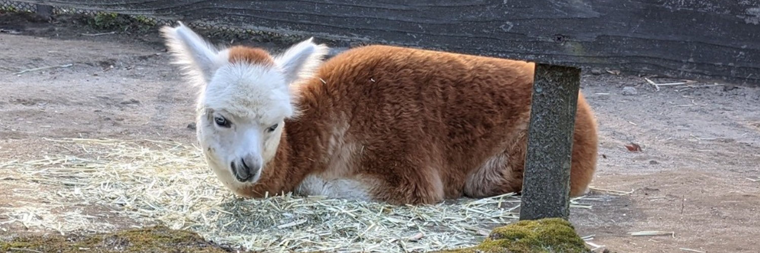 alpaca