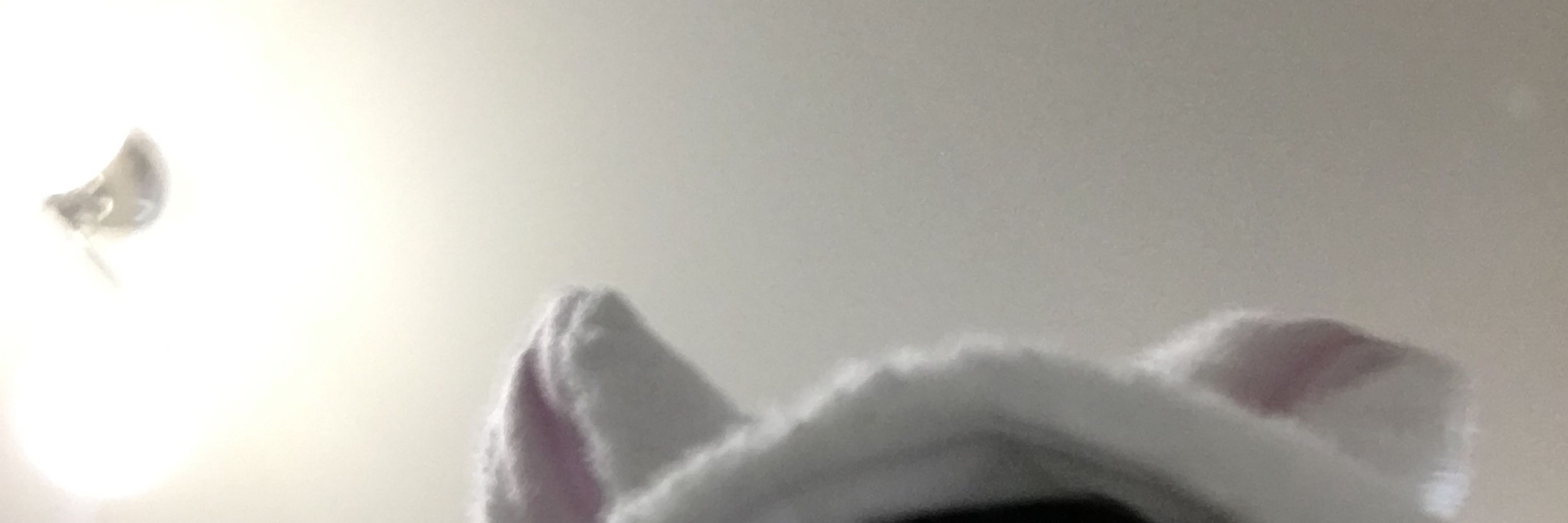 ボス子