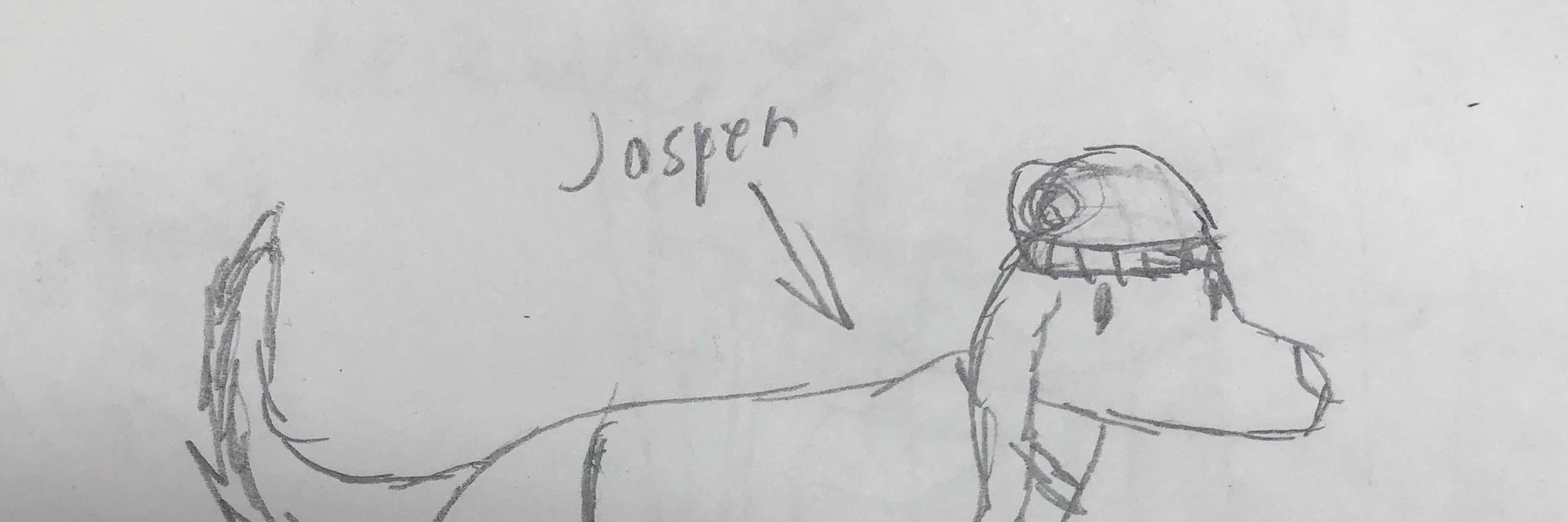 Jasper/Lev 🐶🐾