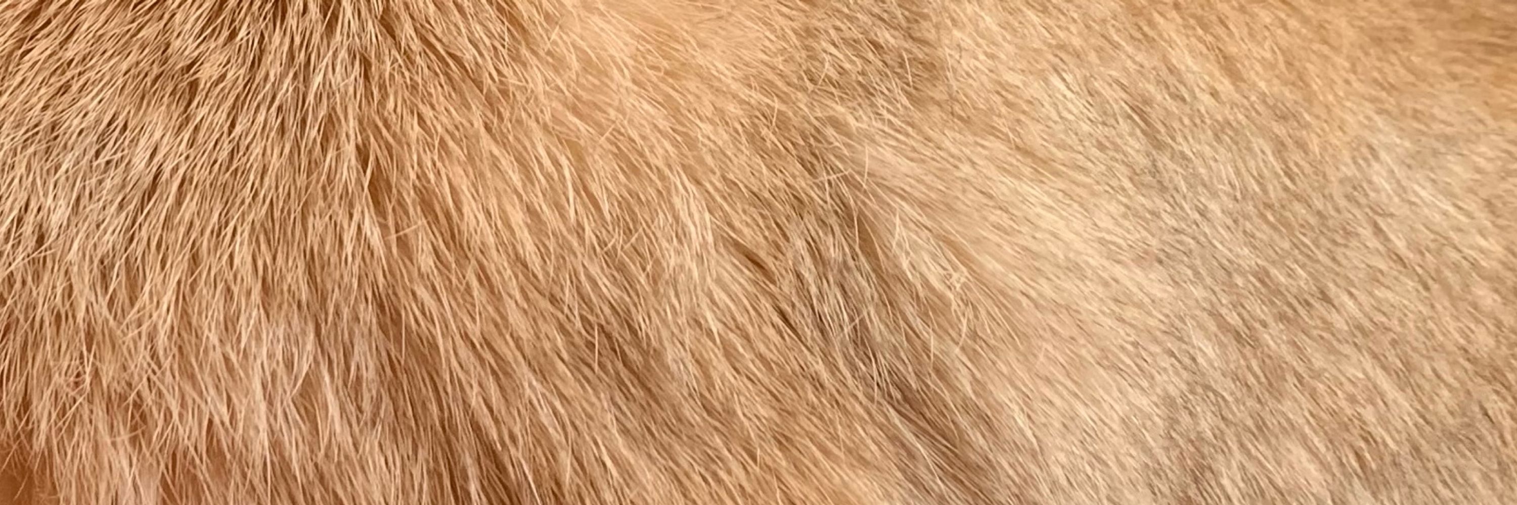 うに