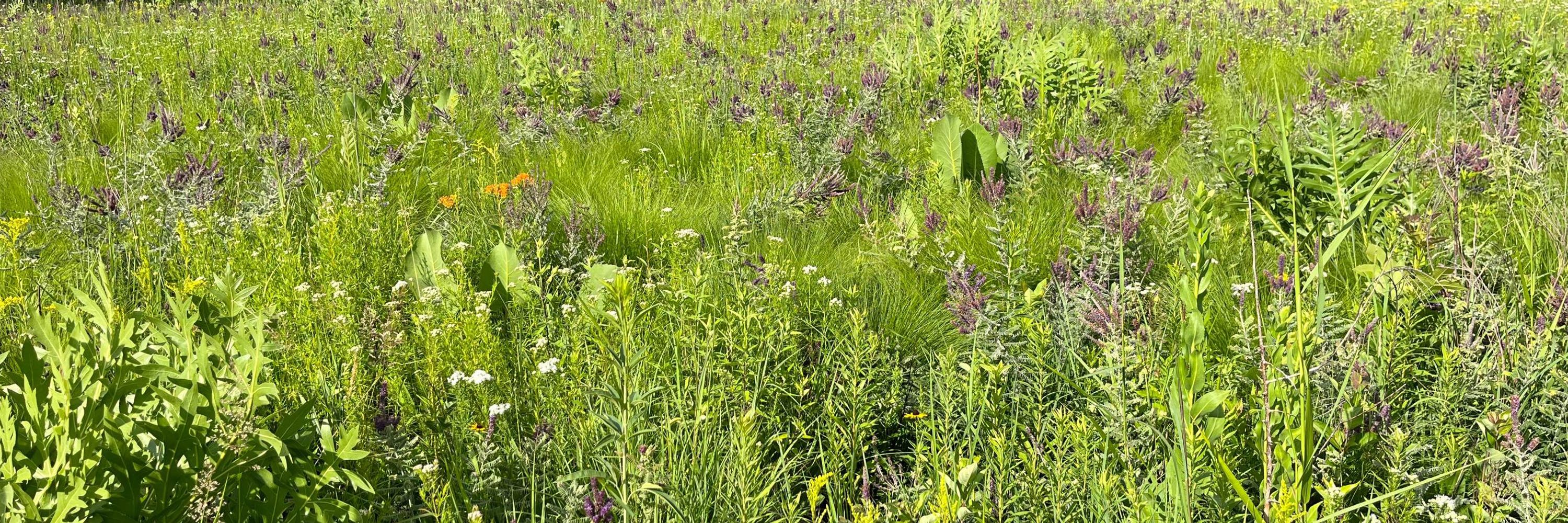 prairie learner