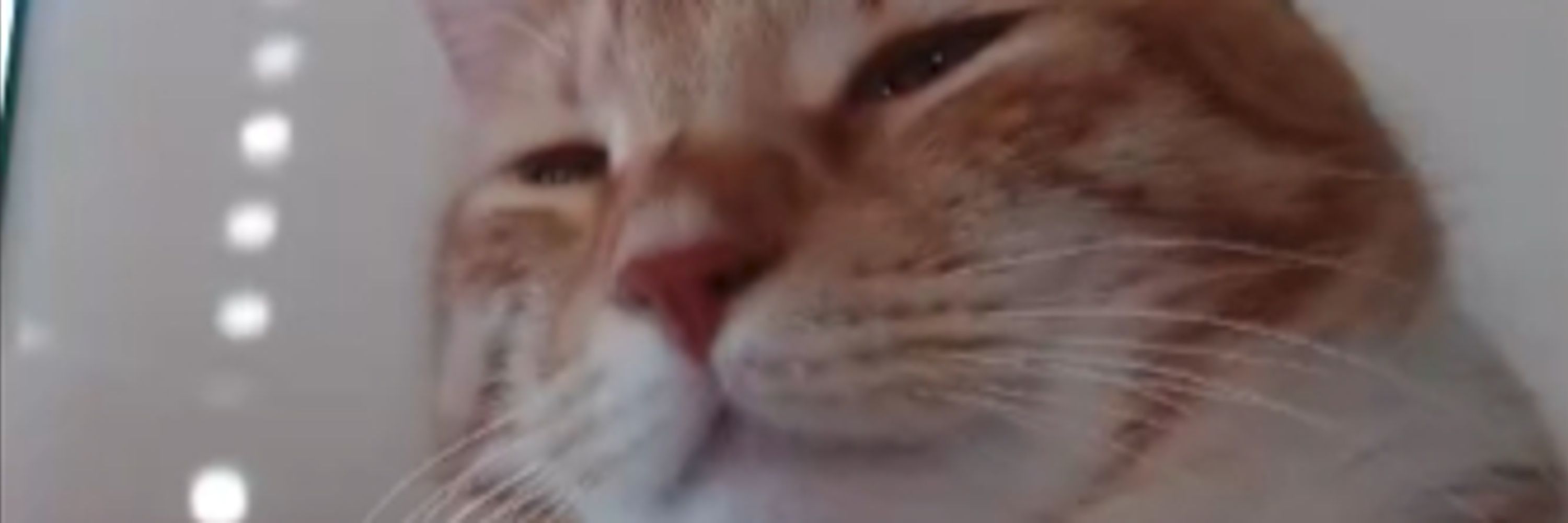 Mogswomp