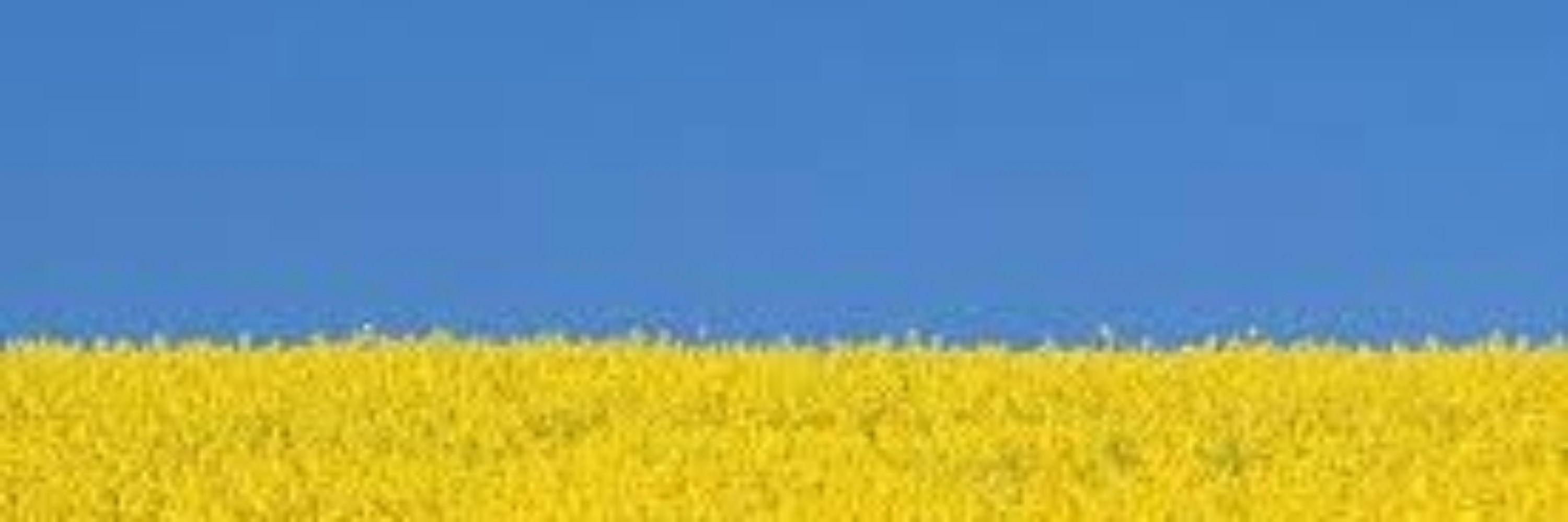 Denise Schöwing 🇺🇦 🇪🇺 🏳️‍🌈