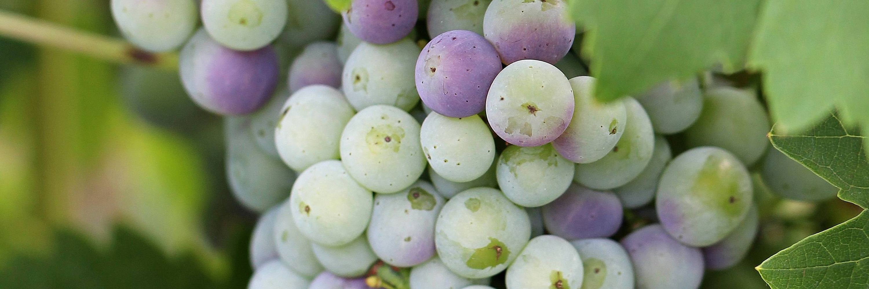 INRAE - Santé et Agroécologie du Vignoble SAVE