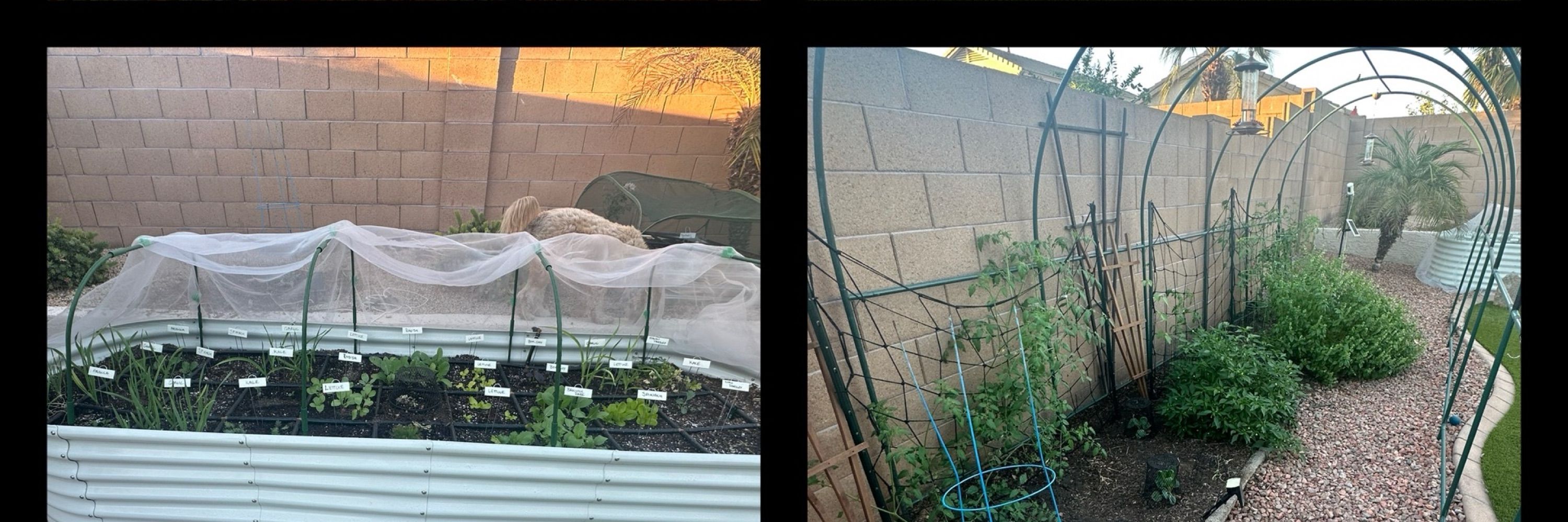 Sunshine, Blooms and Veggies