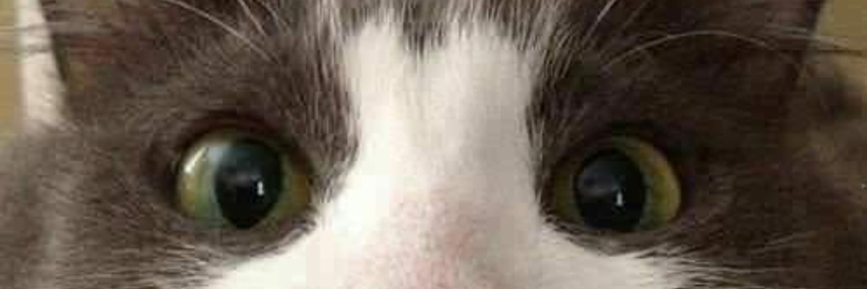 Felix
