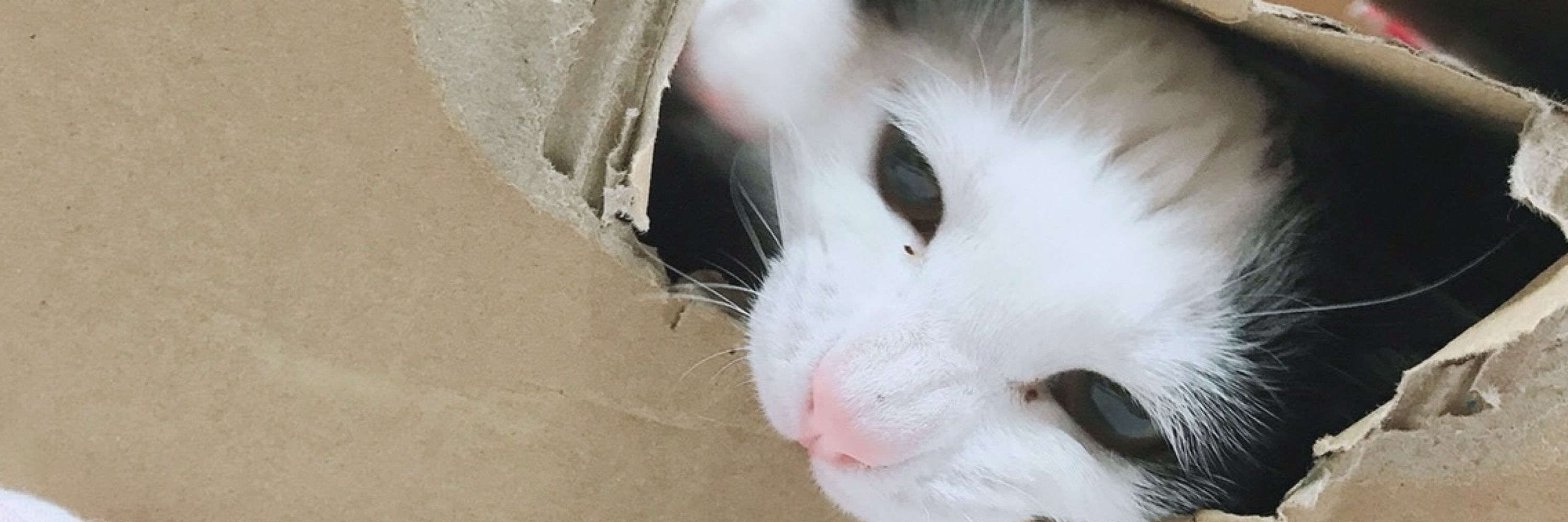 さ。