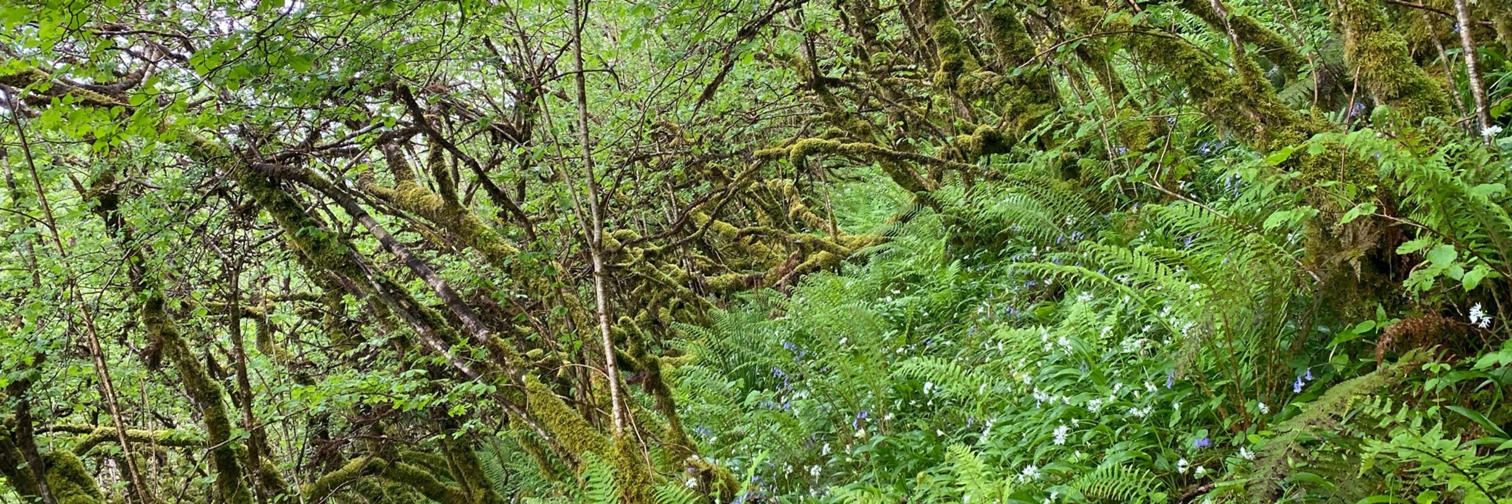 collbradán