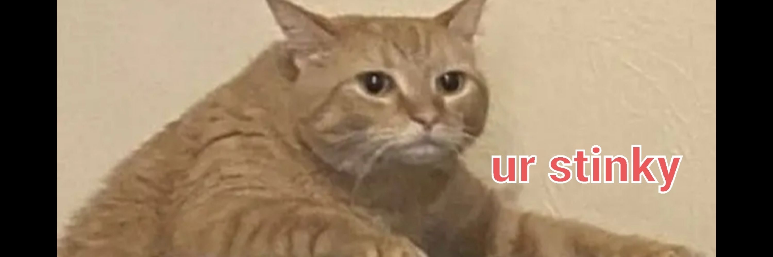 Stimky
