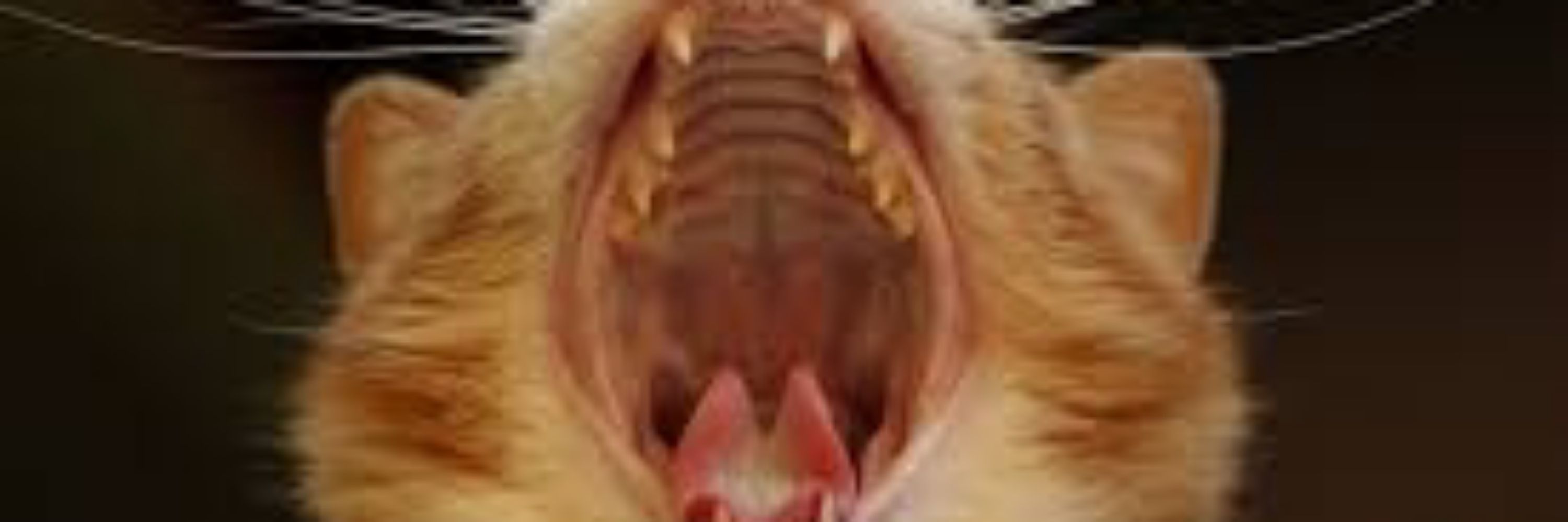 nevar