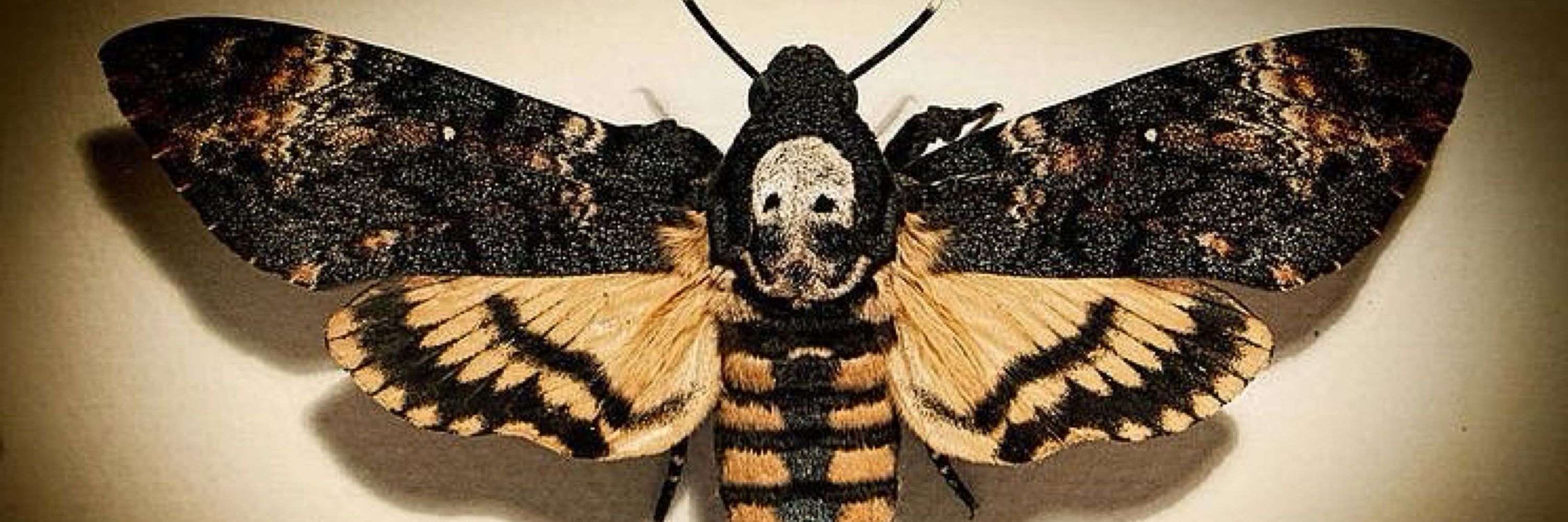 ☠️ Moth ☠️ 🏳️‍⚧️