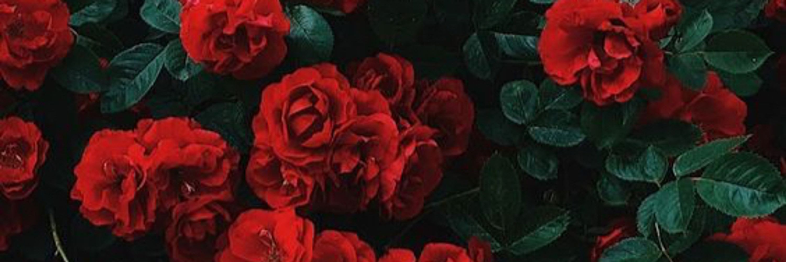 🍓 ROSE