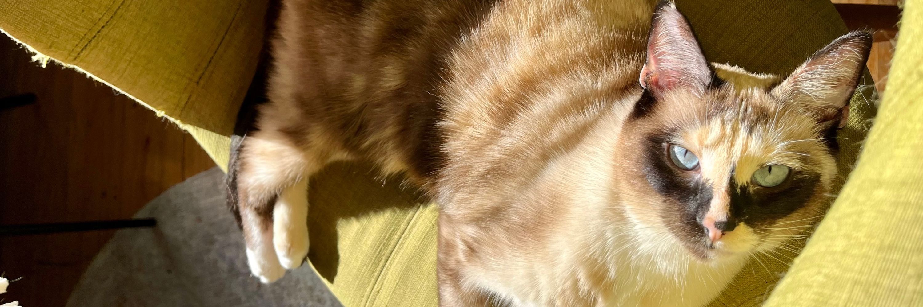 Baz