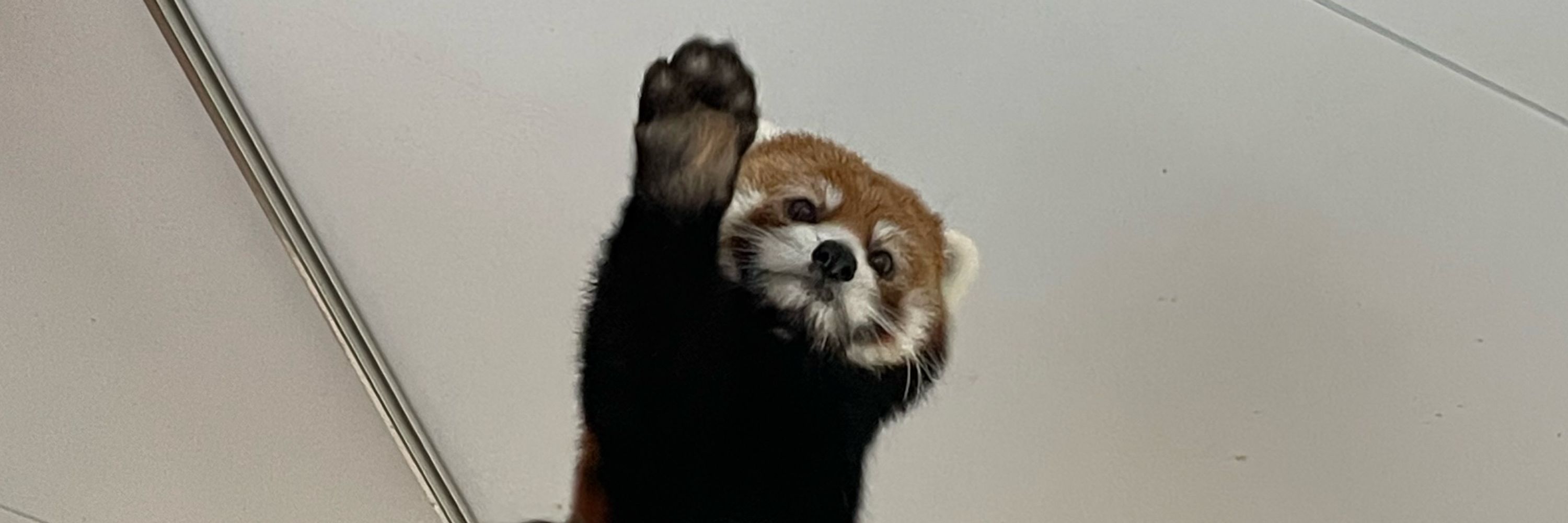 人面地域猫
