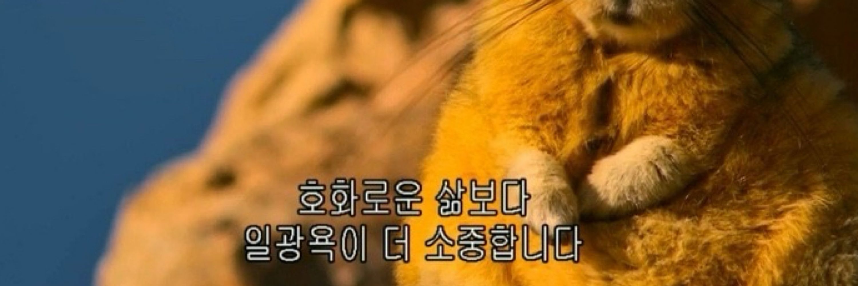 맹수