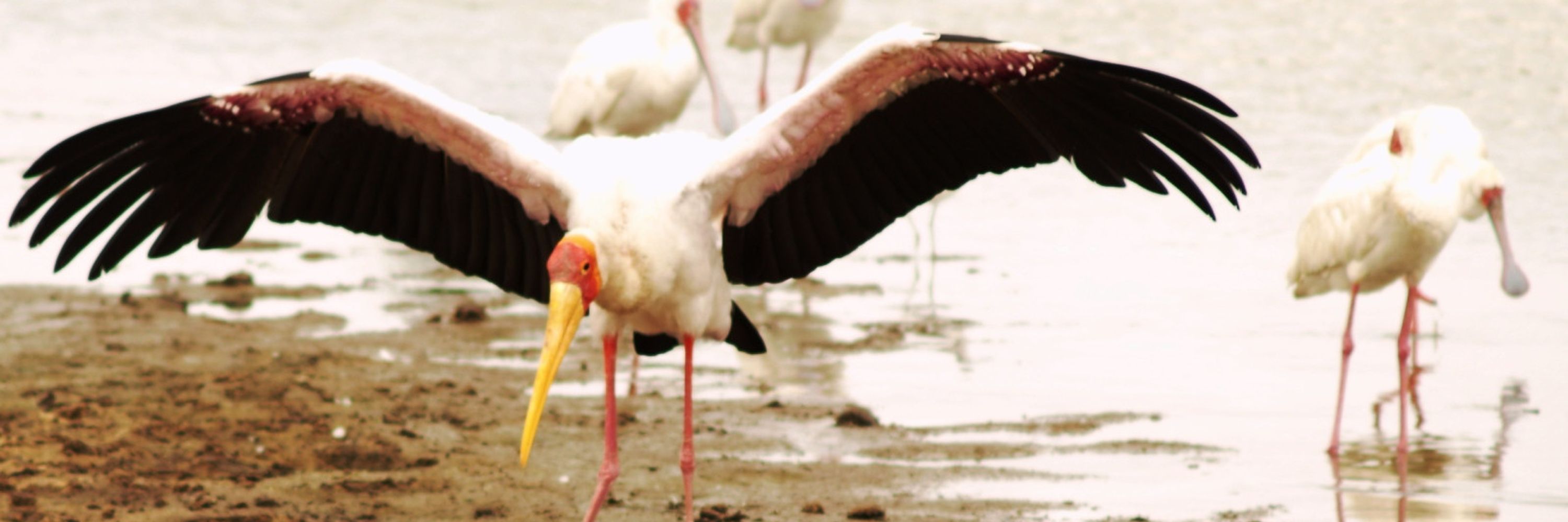 pecknsquawk