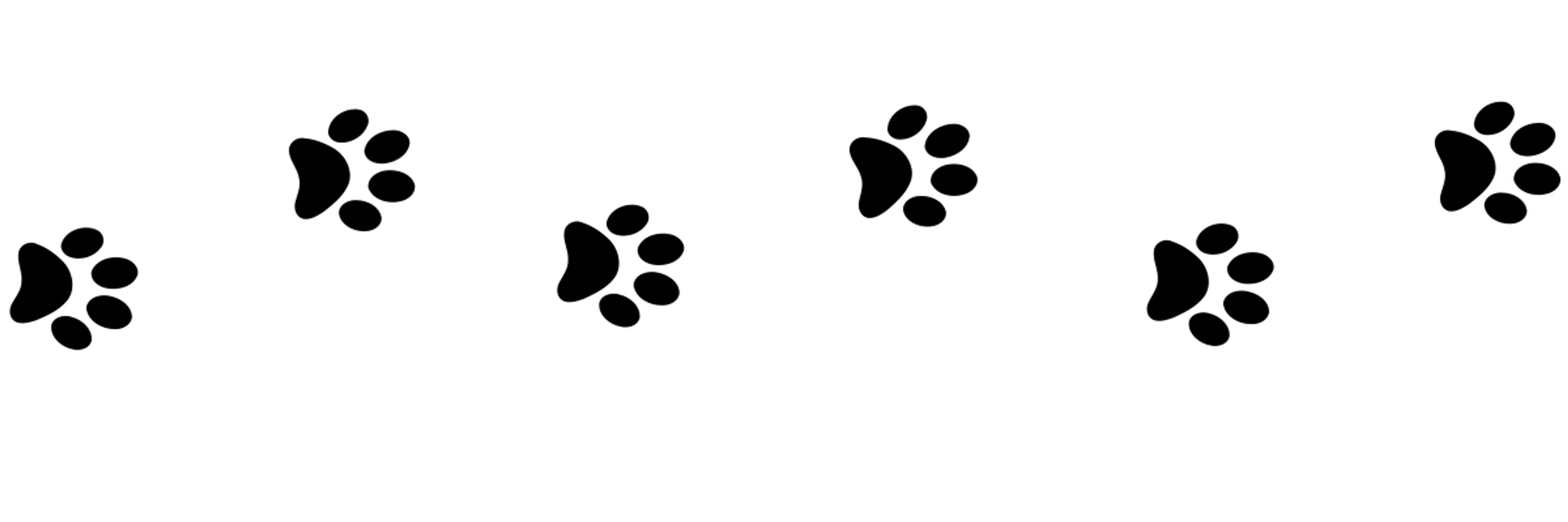 Cat Lover