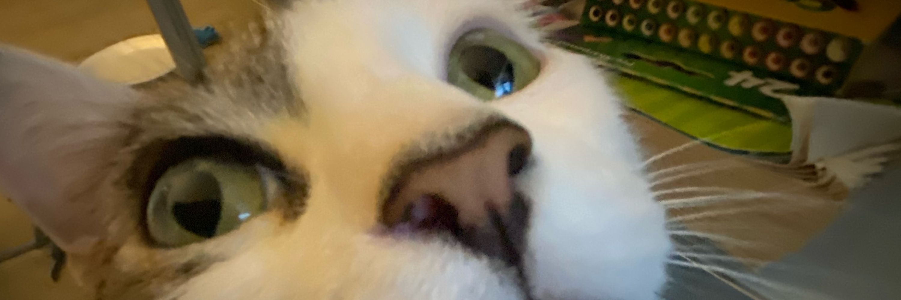 Bug 🪲🐛🤡