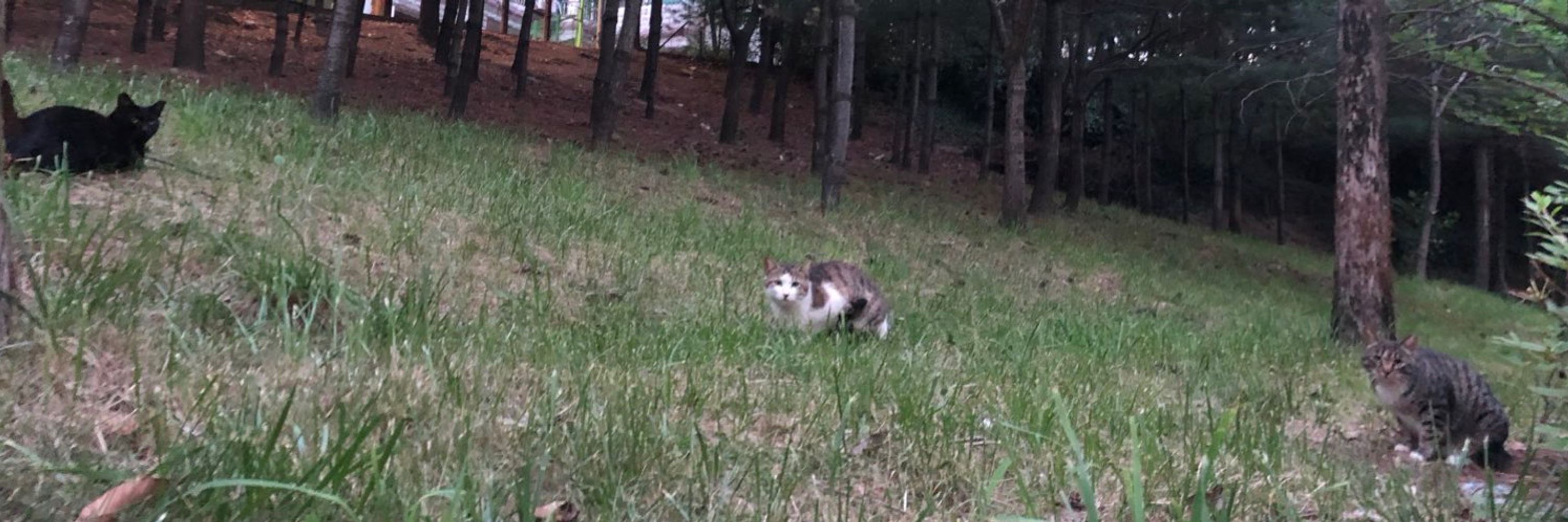 왕앵두