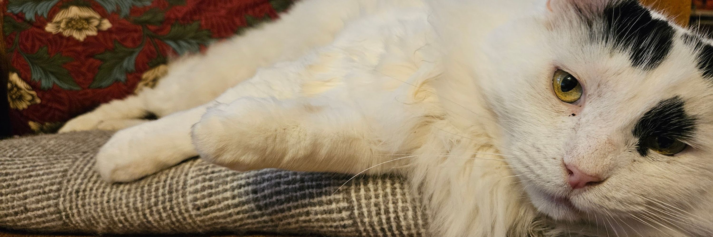 Sufficiently Advanced Feline