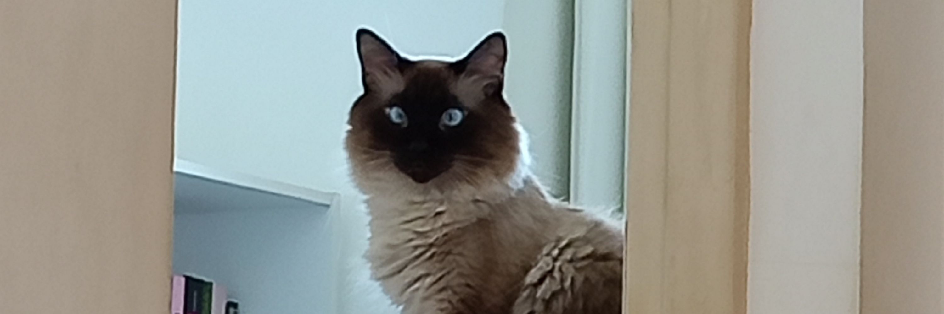 Leozito